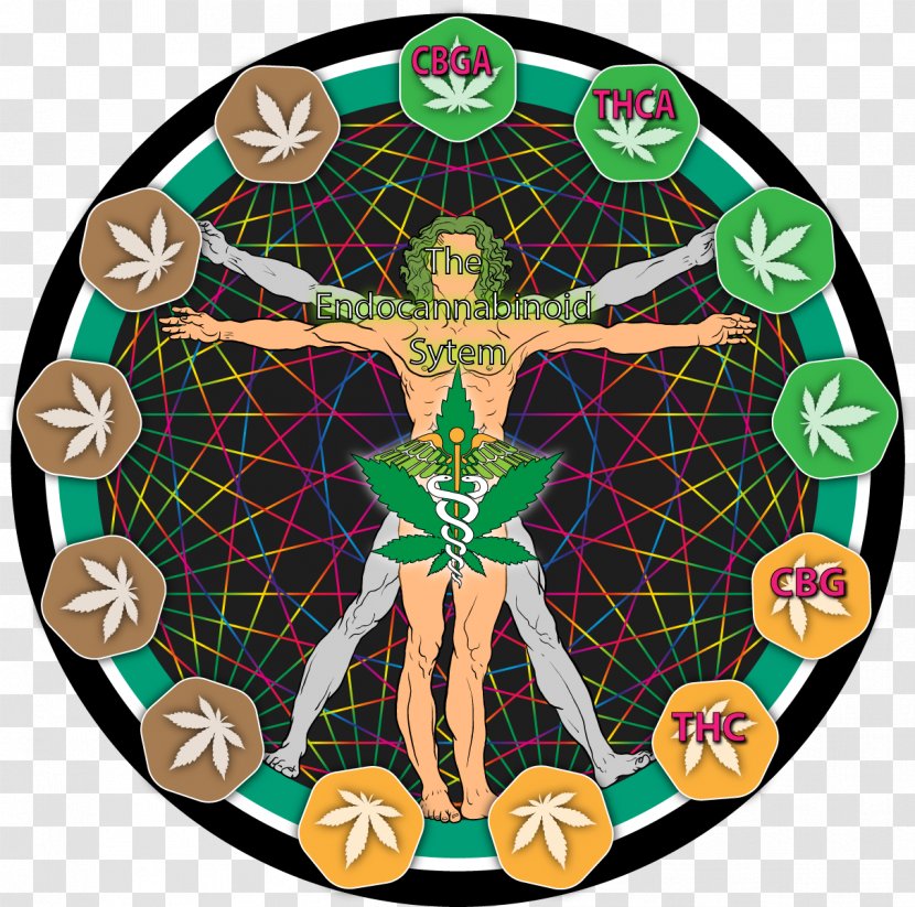 Leonardo Da Vinči Endocannabinoid System Cannabigerol Cannabinol - Hemp - Cannabis Transparent PNG