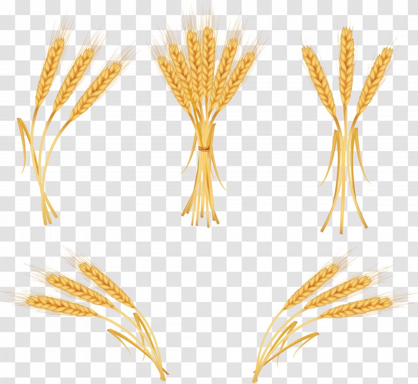 Wheat Euclidean Vector Royalty-free Clip Art - Agriculture Transparent PNG