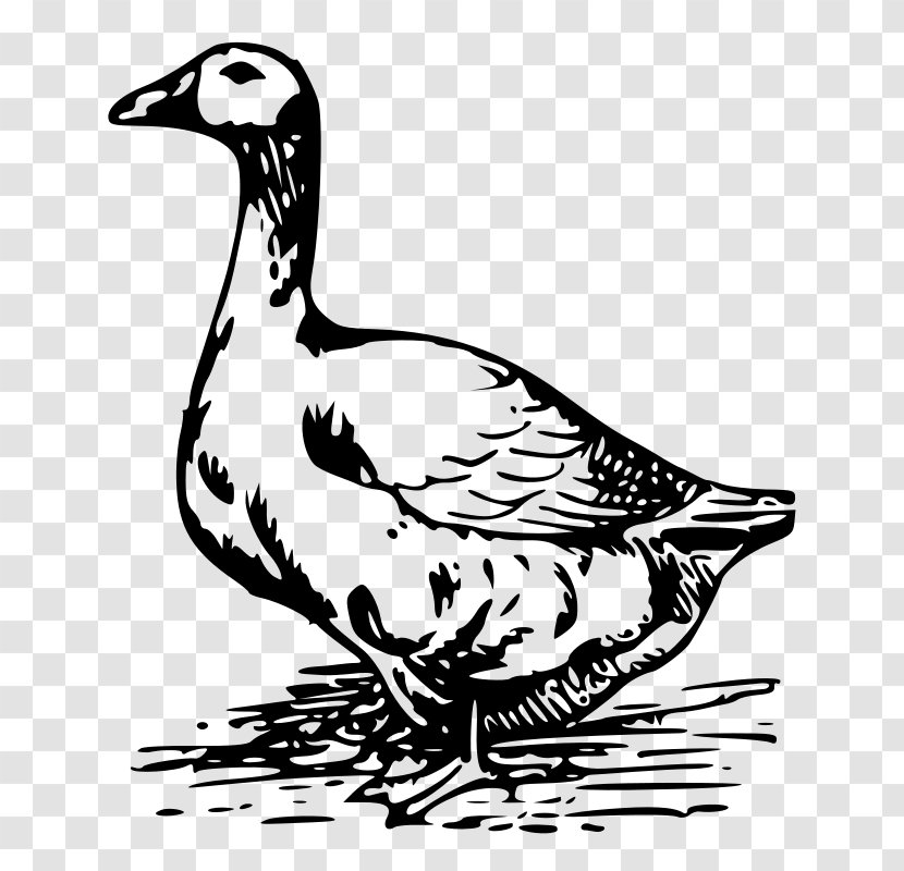 Duck Goose Drawing Mallard Clip Art - Black And White Transparent PNG