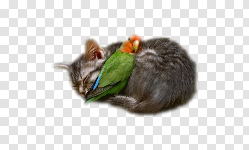 Interspecies Friendship Love Cat Intimate Relationship Transparent PNG