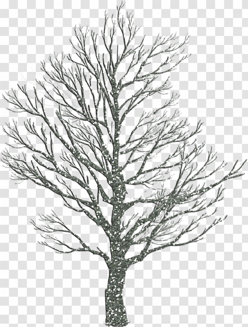 Tree Trunk Clip Art - Pine - Drawing Transparent PNG