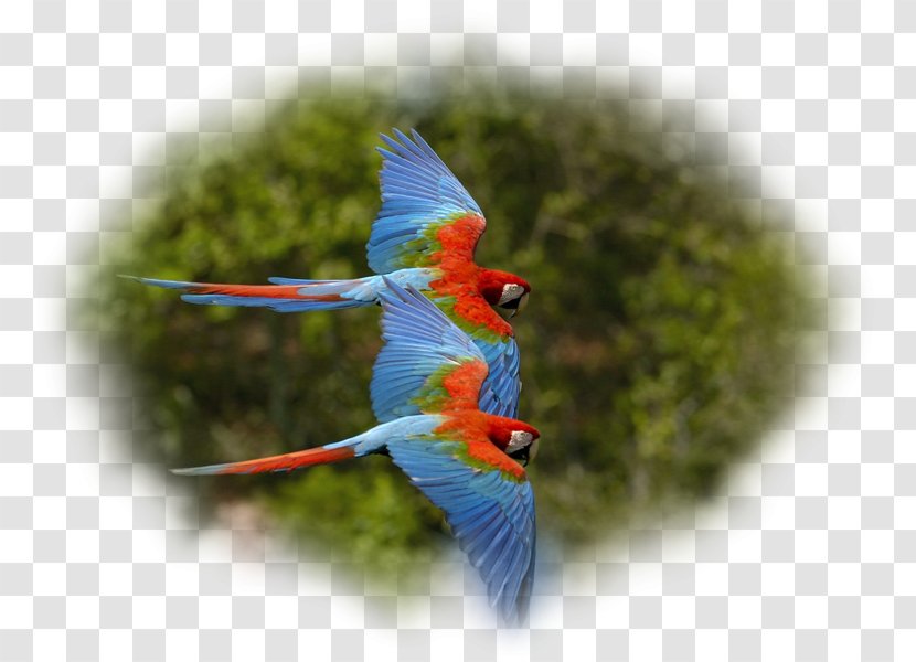 Parrot Bird Red-and-green Macaw Scarlet - Fauna Transparent PNG
