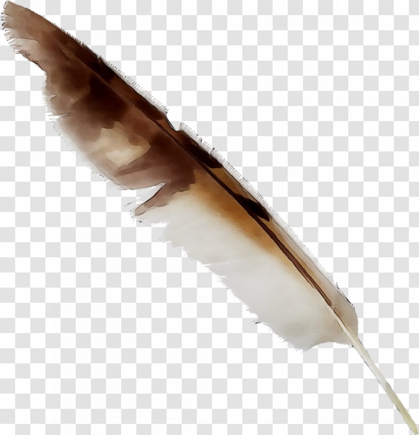 Feather - Quill - Writing Implement Transparent PNG