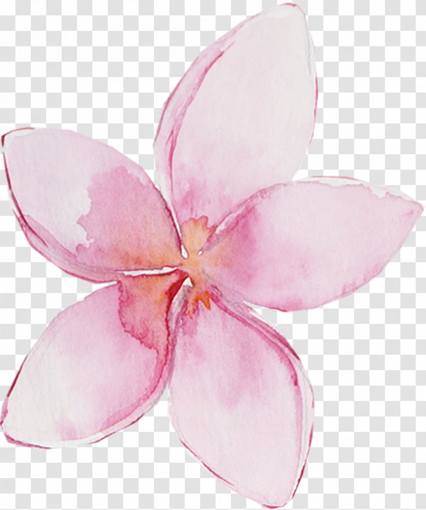 Desktop Wallpaper Pink Clip Art - Petal - Aloha Transparent PNG