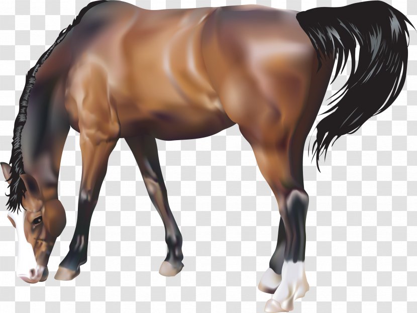 Horse Rearing Illustration - Halter - Brown Image, Free Download Picture, Transparent Background Transparent PNG