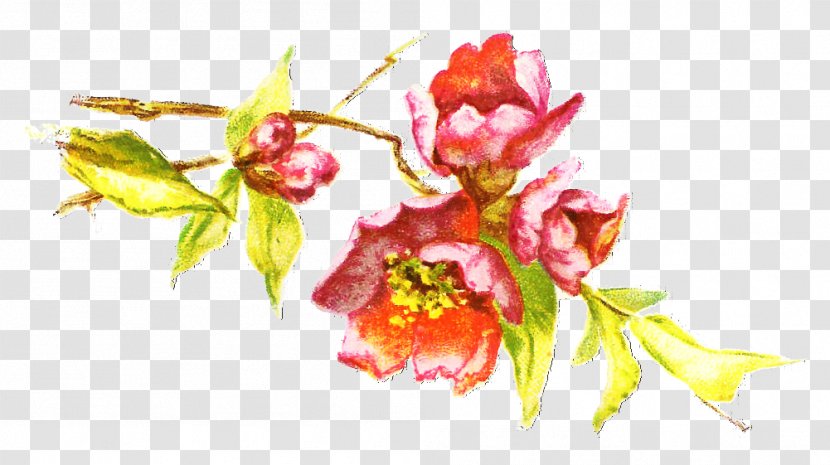 Floral Spring Flowers - Blossom - Plant Framework Transparent PNG