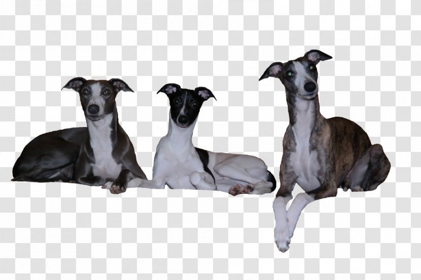 Whippet Italian Greyhound Spanish Sloughi - Myostatin Transparent PNG