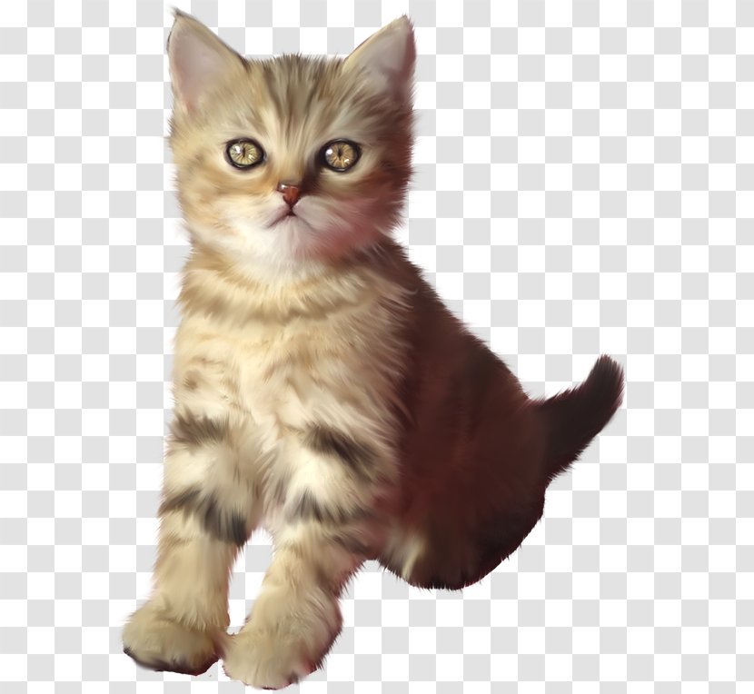 Kitten American Shorthair British Semi-longhair Asian Ragamuffin Cat Transparent PNG