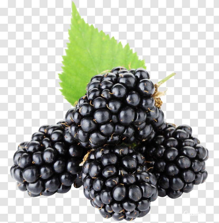 Blackberry Pie Fruit Berries Raspberry - Currant - Vitis Transparent PNG
