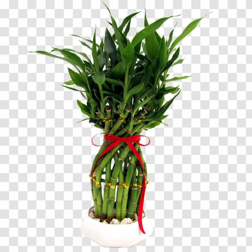 Lucky Bamboo Houseplant Flowerpot - Wood Transparent PNG