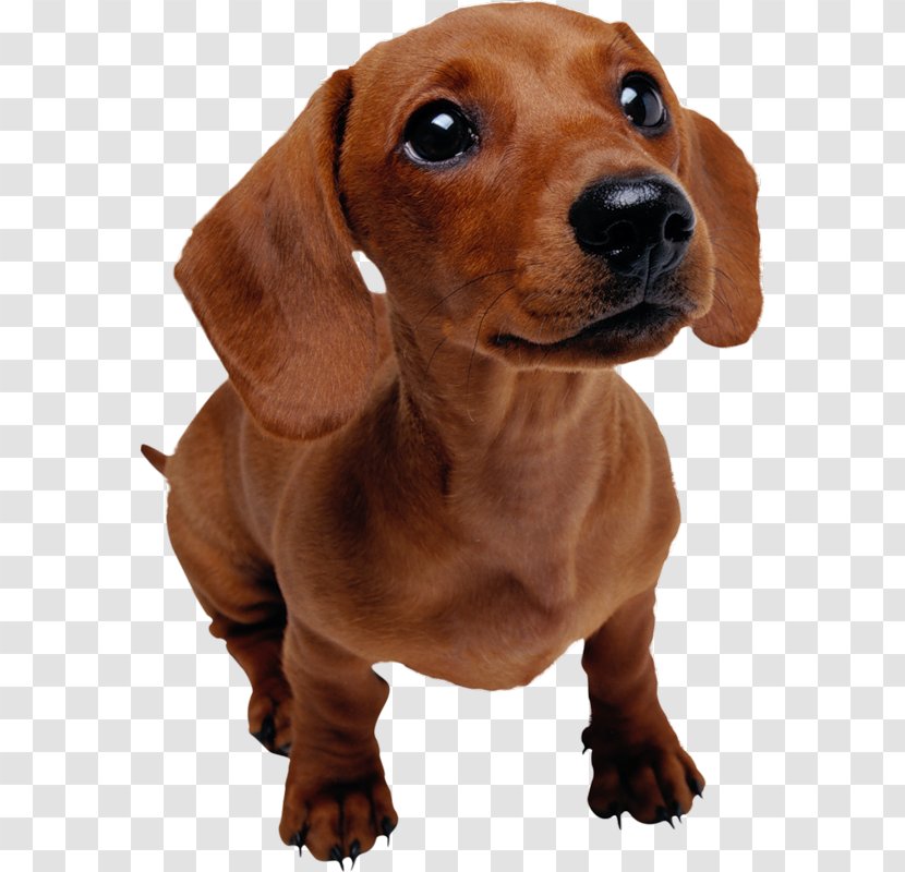 Dachshund Puppy Pet Dog Training Veterinarian - Breeder Transparent PNG