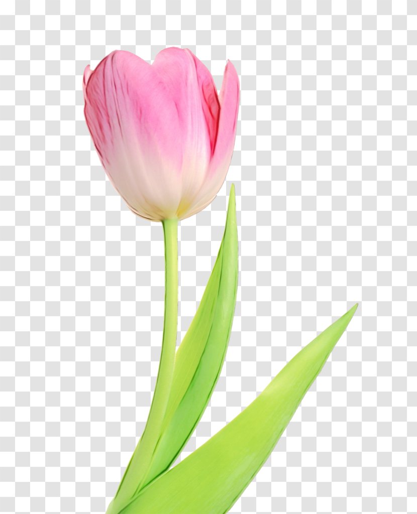 Flower Flowering Plant Petal Tulip - Cut Flowers - Stem Transparent PNG