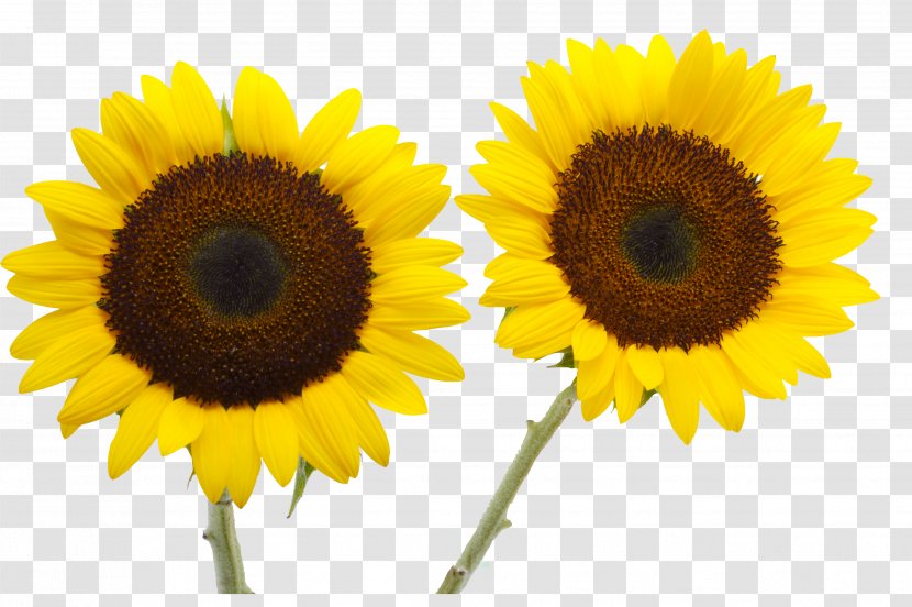 Two Cut Sunflowers Common Sunflower Petal Yellow - Gold Transparent PNG