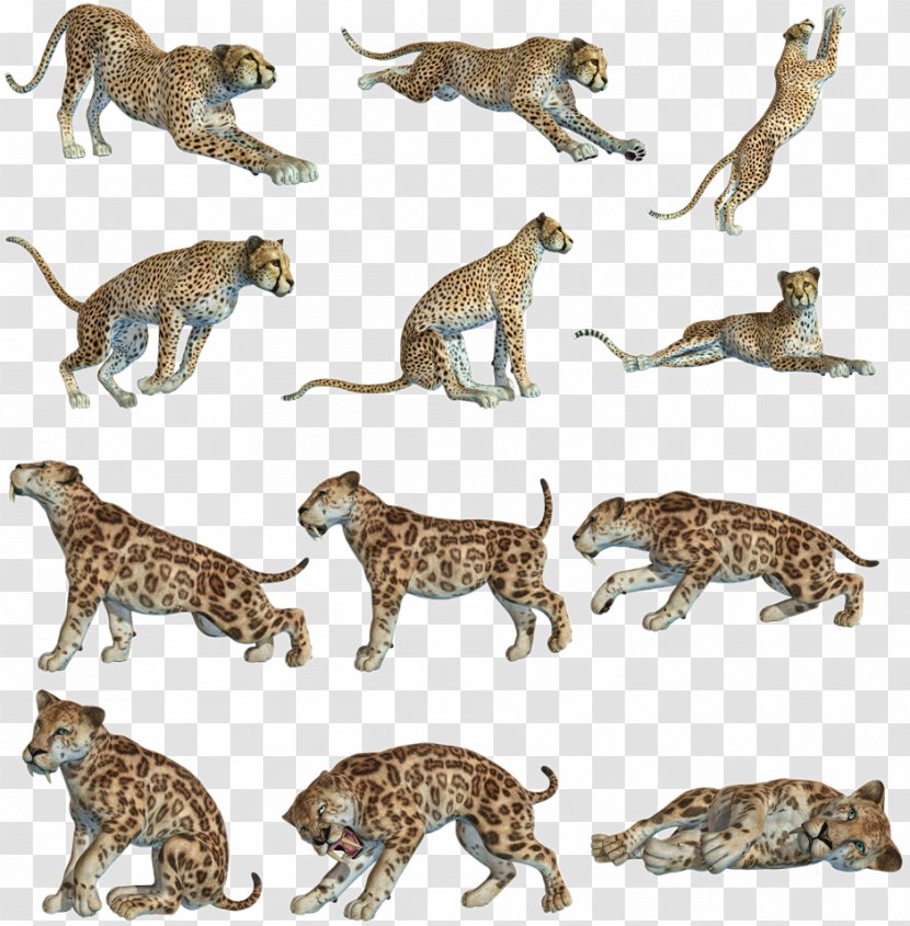 Leopard Cheetah Cat Tiger Felidae - Animal Figure Transparent PNG