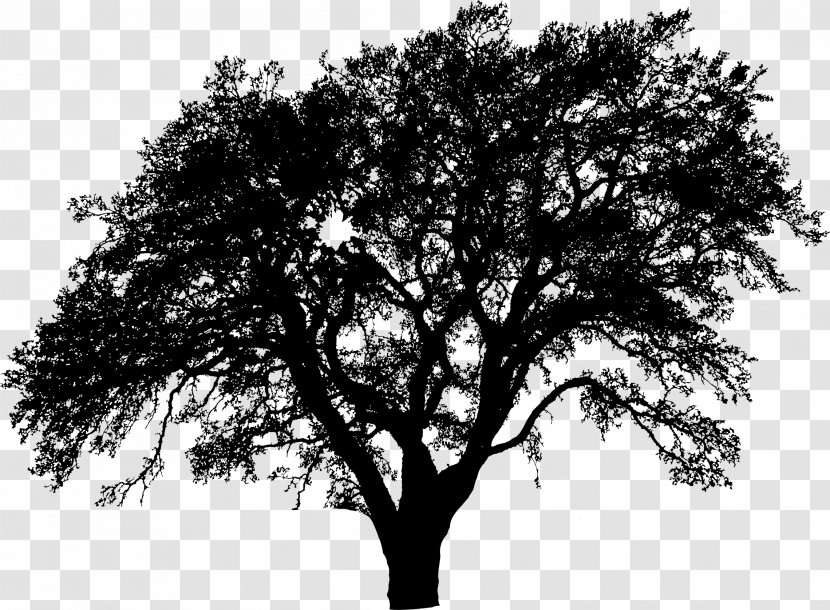 Tree Silhouette - Black And White - Vector Transparent PNG