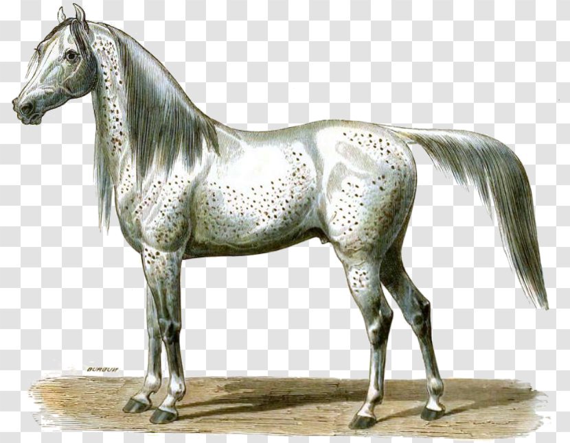 Arabian Horse Mustang Stallion Halter - Farm Transparent PNG