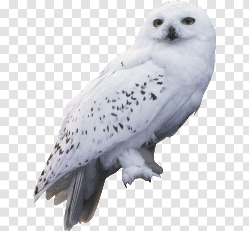 Harry Potter And The Chamber Of Secrets Owl Hedwig Rubeus Hagrid - Fauna - Flying Transparent PNG