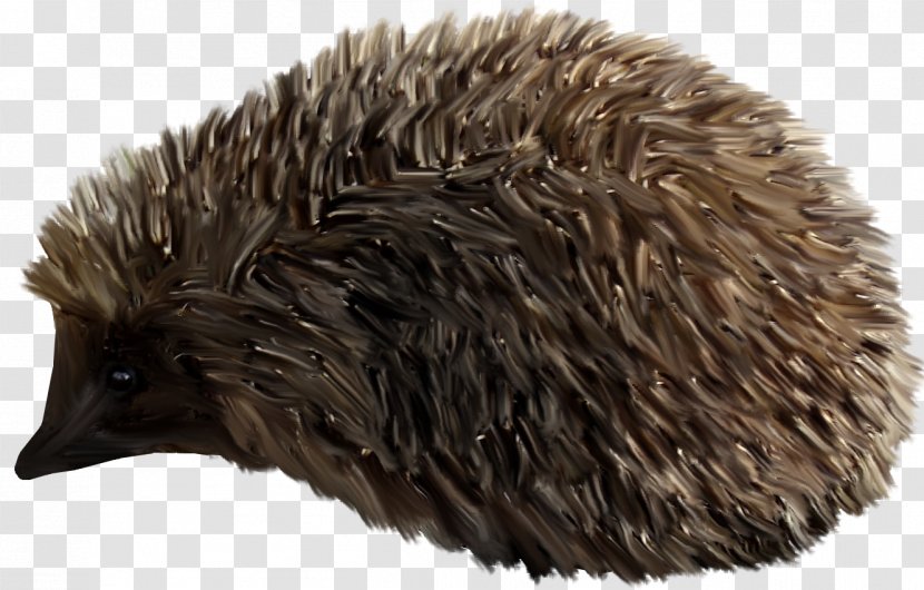 Domesticated Hedgehog Clip Art - Erinaceidae - Brown Transparent PNG