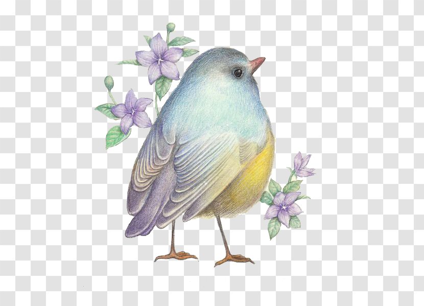 Drawing Birds Illustration - Art - Cartoon Transparent PNG