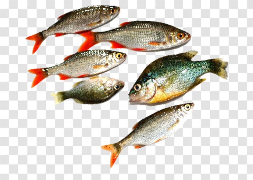 Fish Image Photography Euclidean Vector Seafood - Rudd Transparent PNG