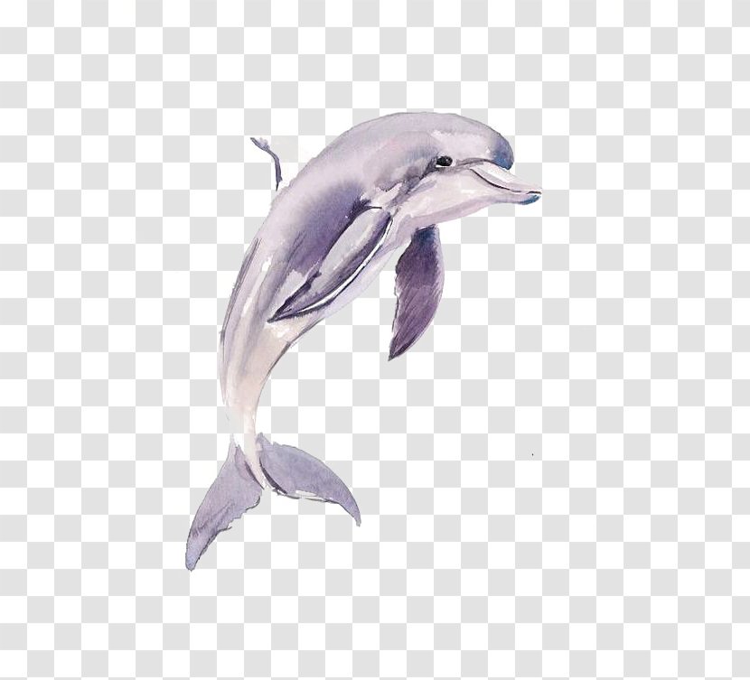 Common Bottlenose Dolphin Short-beaked Tucuxi Porpoise - Oceanic Transparent PNG