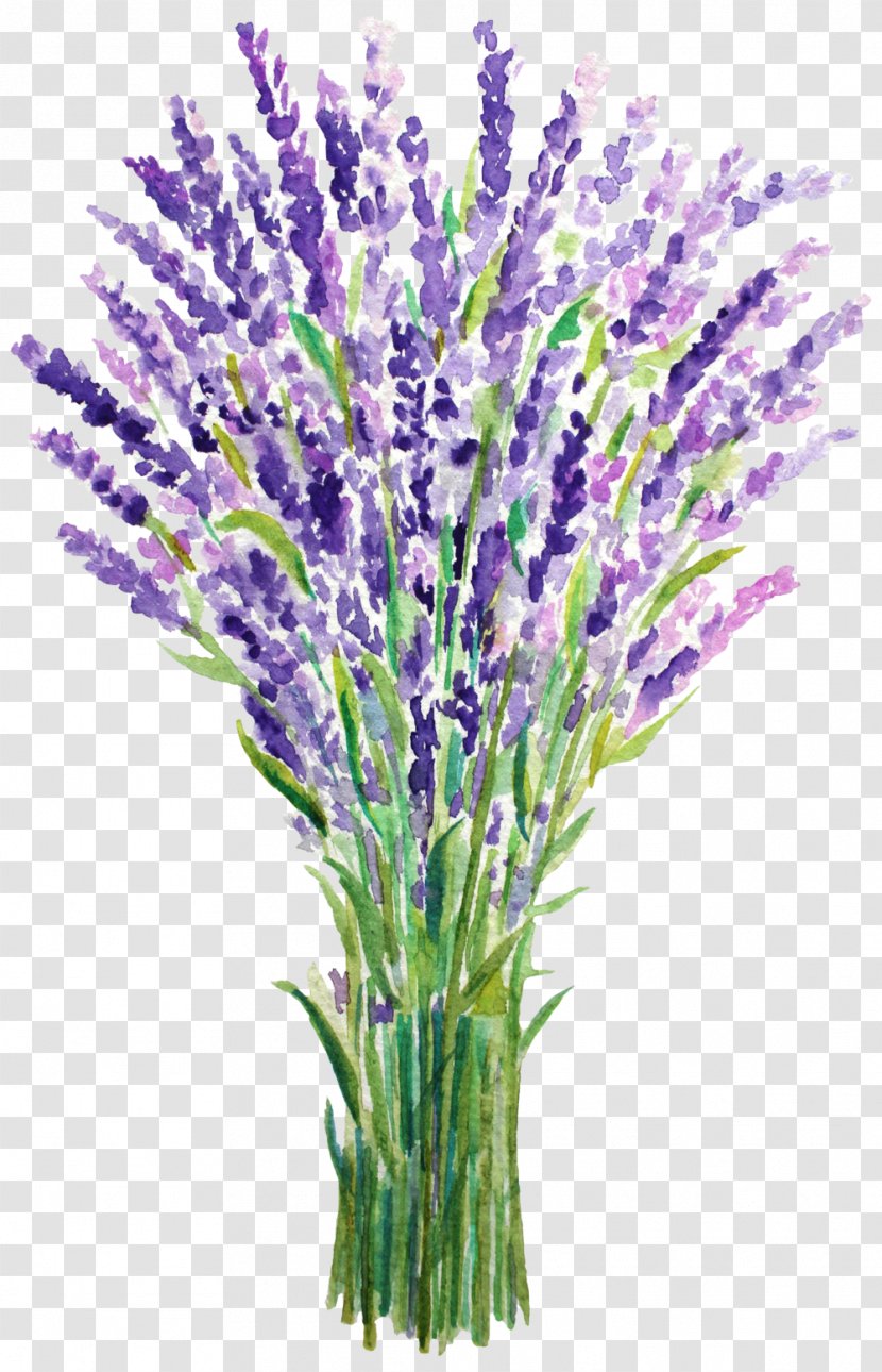 English Lavender French Watercolor Painting - Flowering Plant - Blue Transparent PNG