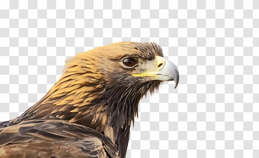 Cartoon Nature Background - Hawk - Sea Eagle Feather Transparent PNG