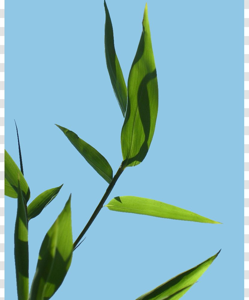 Leaf Grasses Plant Stem Herbalism Branching Transparent PNG
