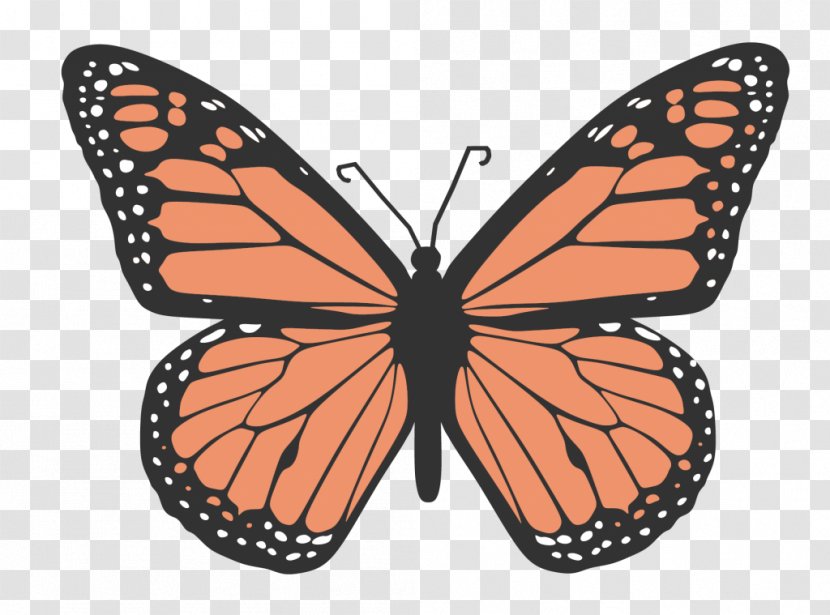 Monarch Butterfly Drawing Clip Art - Pieridae Transparent PNG