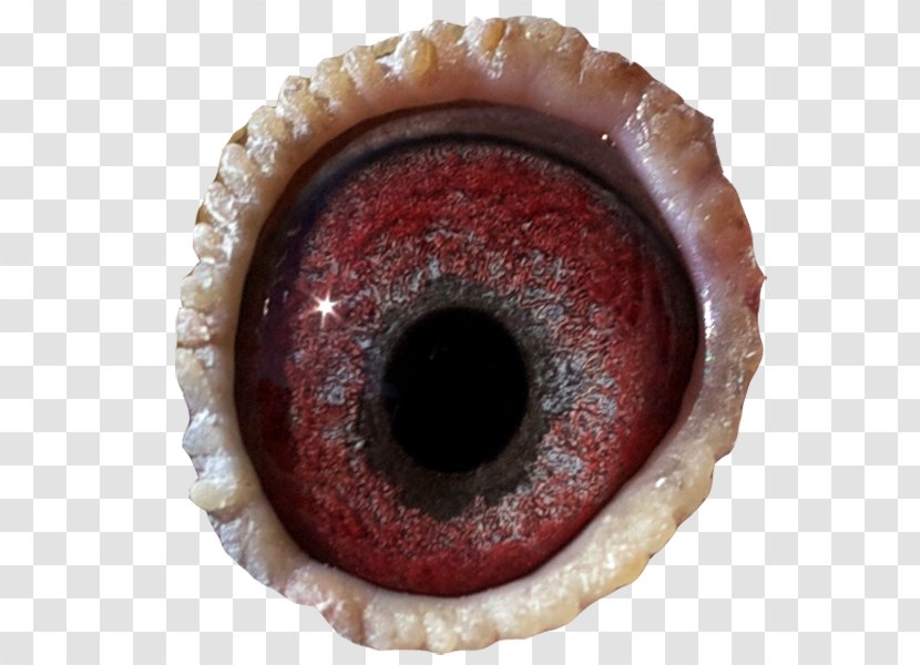 Eye Close-up - Jaw Transparent PNG