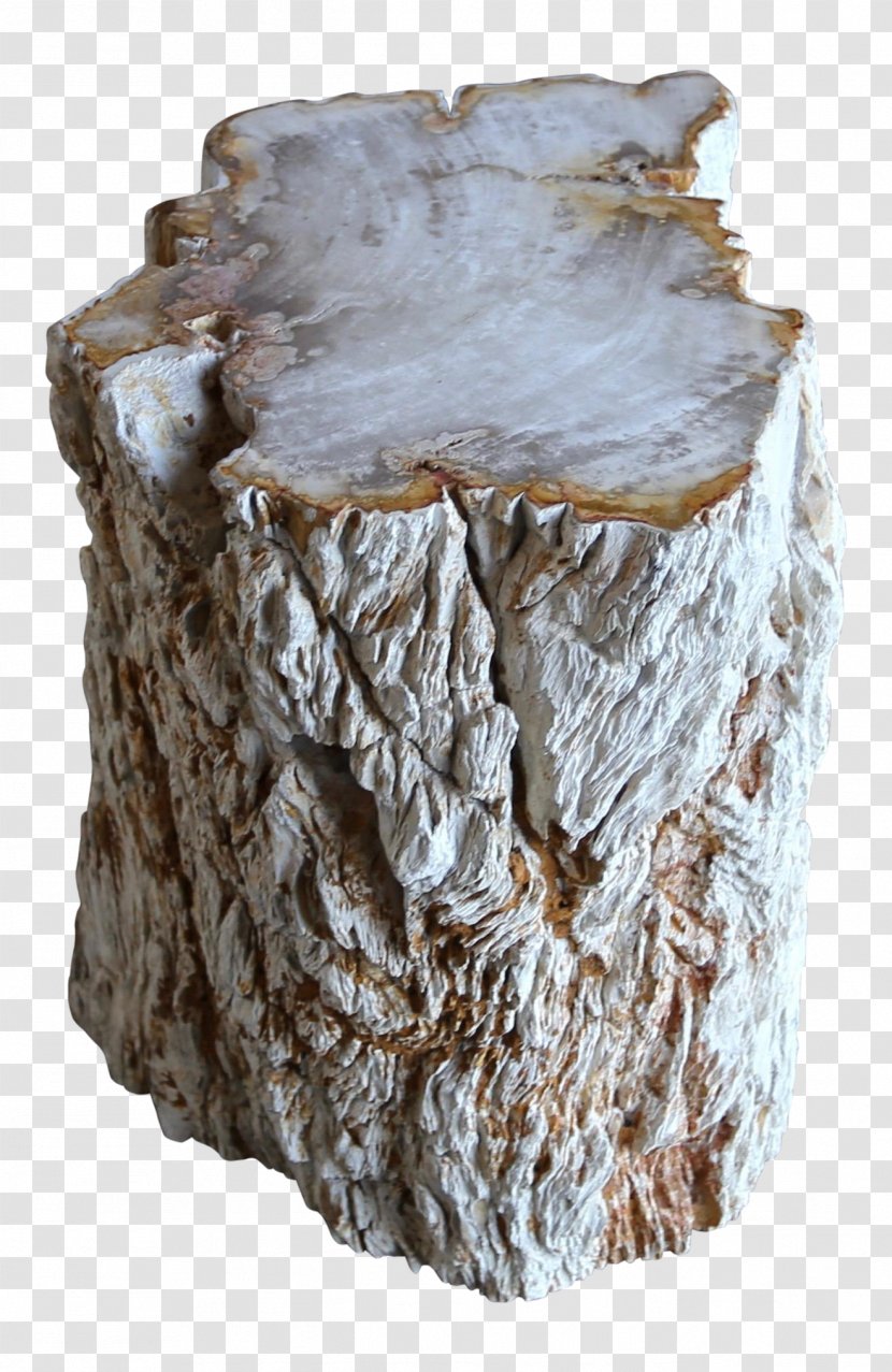 Tree Stump - Midcentury Modern - Beige Plant Transparent PNG
