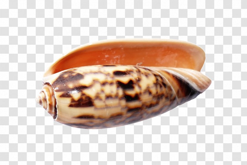 Seashell Snail Conchology Transparent PNG