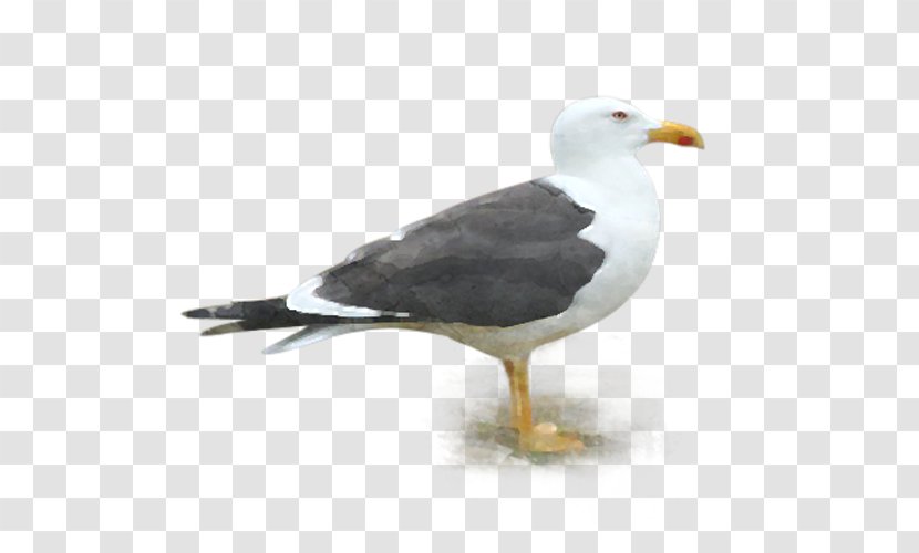 Great Black-backed Gull Gulls European Herring Lesser Mouette - Beak - Tmall Preferential Volume Transparent PNG
