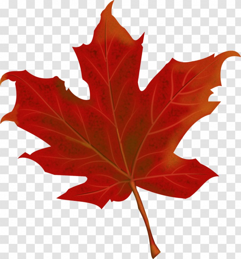 Leaf Autumn Canada - Leaves Transparent PNG