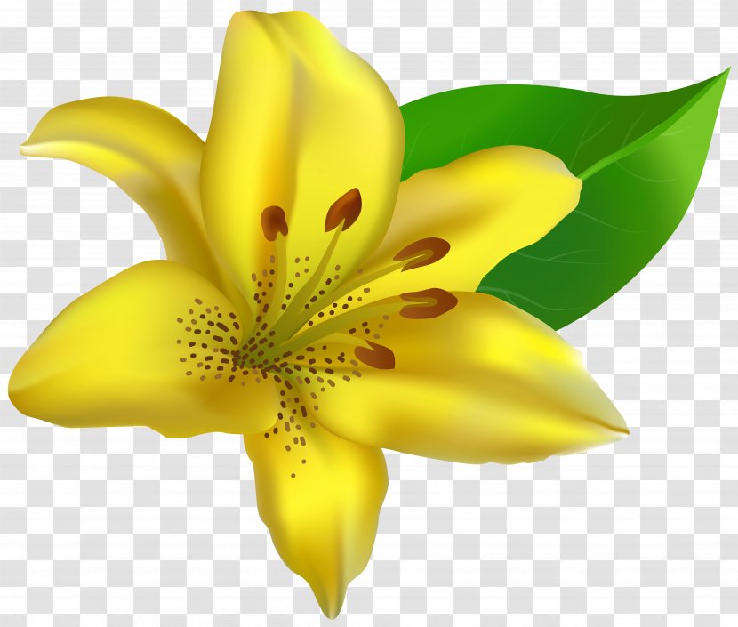 Lilium Flower Yellow Carnation Clip Art - Flowers Transparent PNG