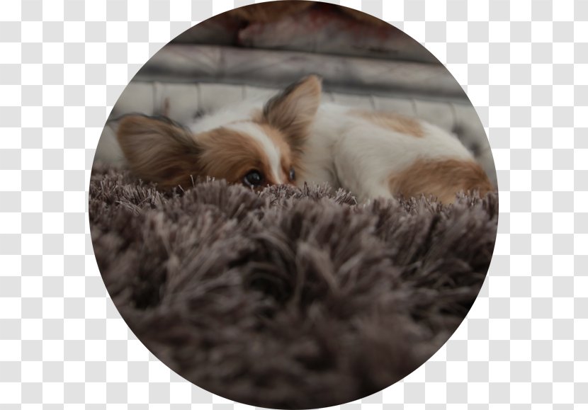 Dog Breed Puppy Companion Snout - Like Mammal - Good Friday Transparent PNG