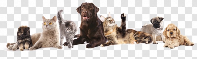 Birman Dog–cat Relationship Golden Retriever Veterinarian Pet - Dogcat - Rescue Dog Transparent PNG