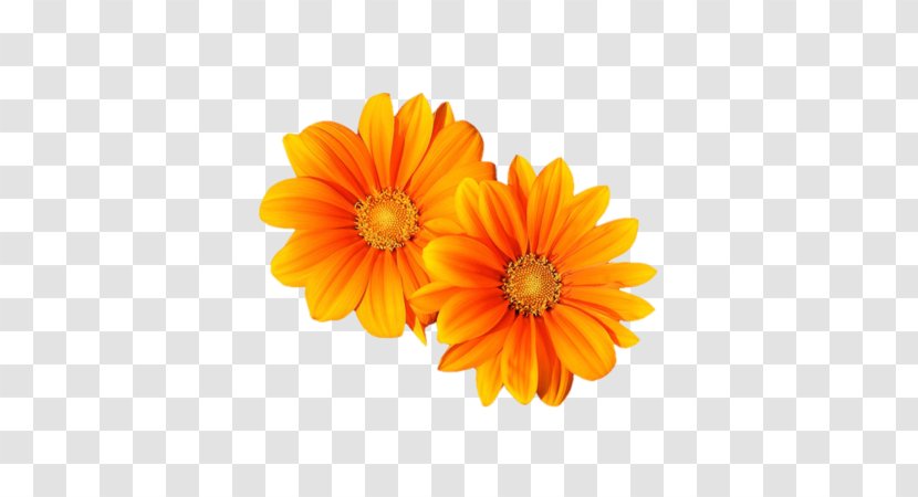 Transvaal Daisy Flower Orange Clip Art - Blume Transparent PNG