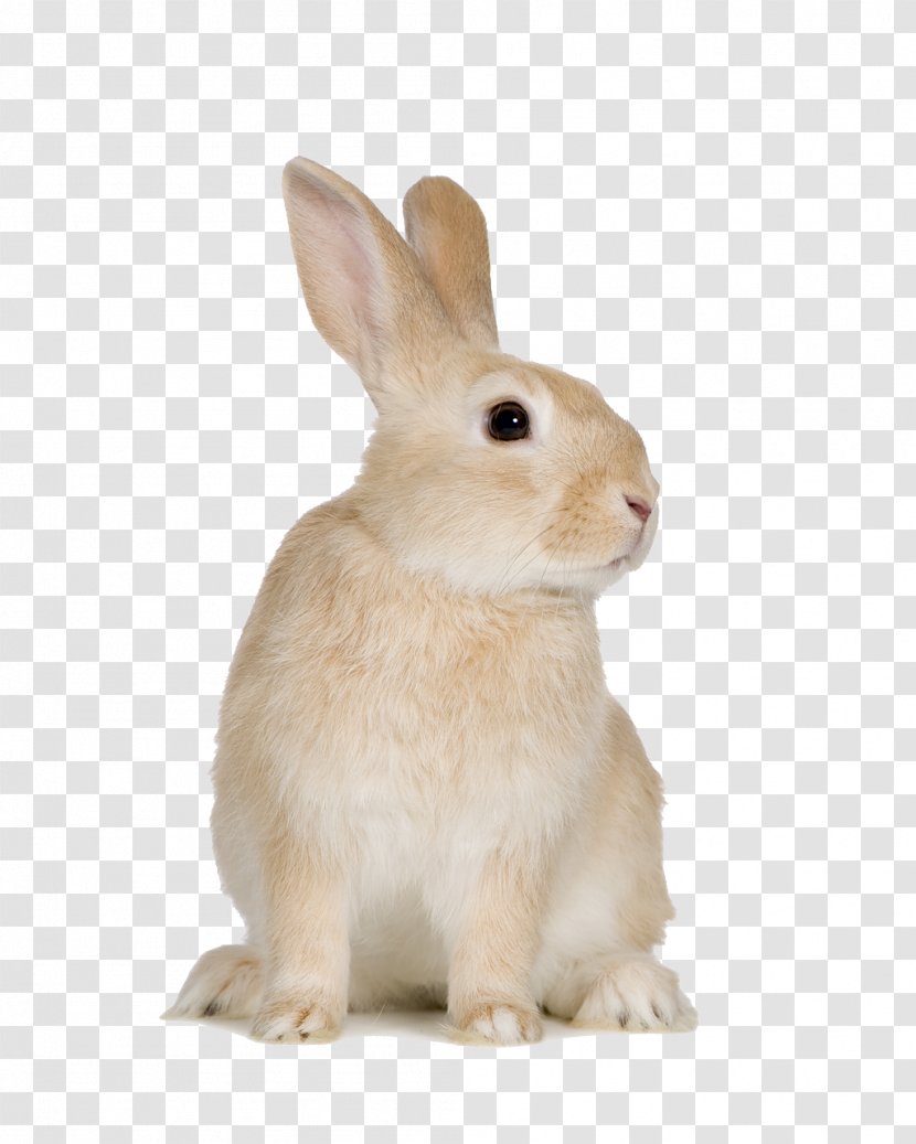 Domestic Rabbit Cat Hare - Hair Transparent PNG