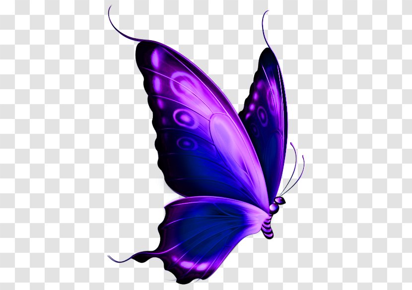 Butterfly Purple Clip Art - Insect - Cliparts Transparent PNG