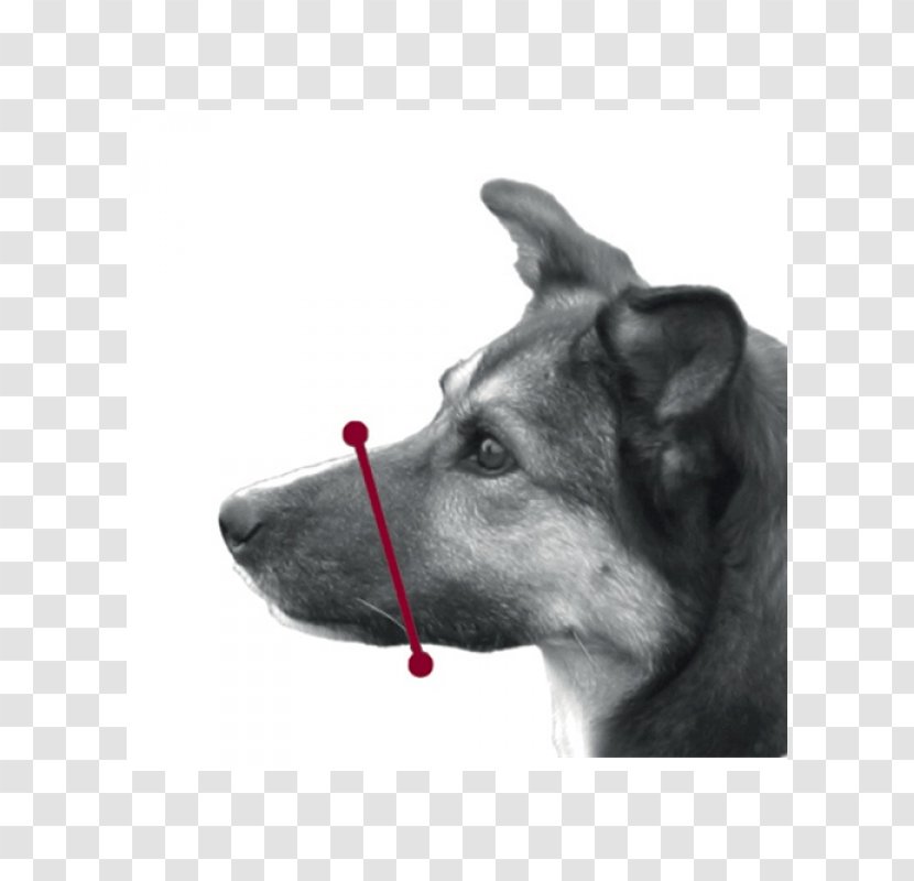 Dog Muzzle Plastic Der Maulkorb Nylon - Whiskers Transparent PNG