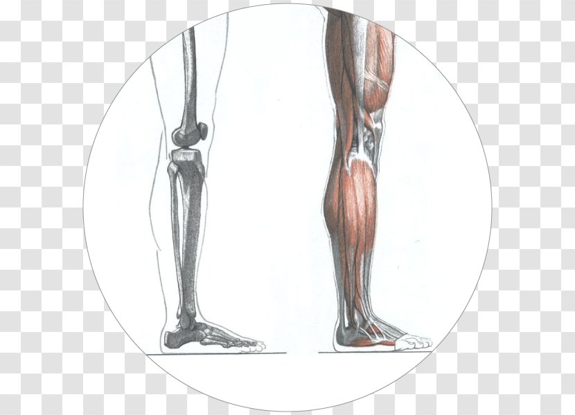 Calf Die Gestalt Des Menschen: Lehr- Und Handbuch Der Künstleranatomie Human Anatomy - Frame - Artrosis De Rodilla Transparent PNG