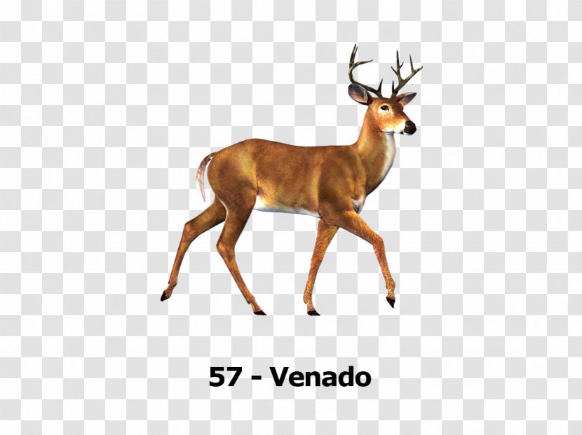 Deer Desktop Wallpaper Don't Starve Together - Fauna Transparent PNG