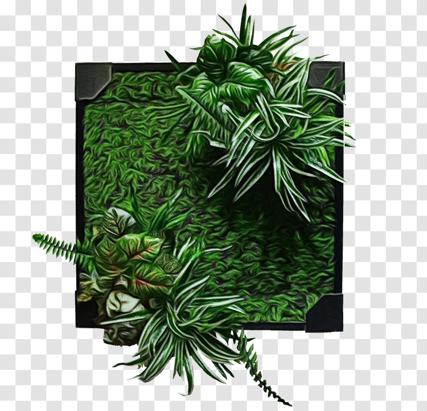 Green Grass Background - Flower - Herb Monstera Deliciosa Transparent PNG