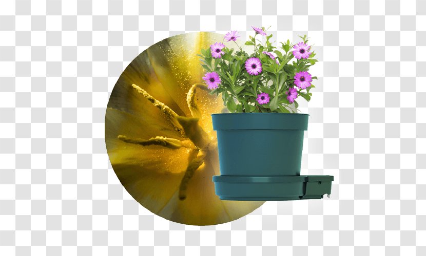 Budi Daya Vegetable Gogro Flowerpot Hyperion - Pure Veg Transparent PNG