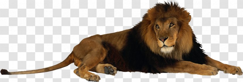 Lion Desktop Wallpaper Clip Art - Terrestrial Animal - Leon Transparent PNG