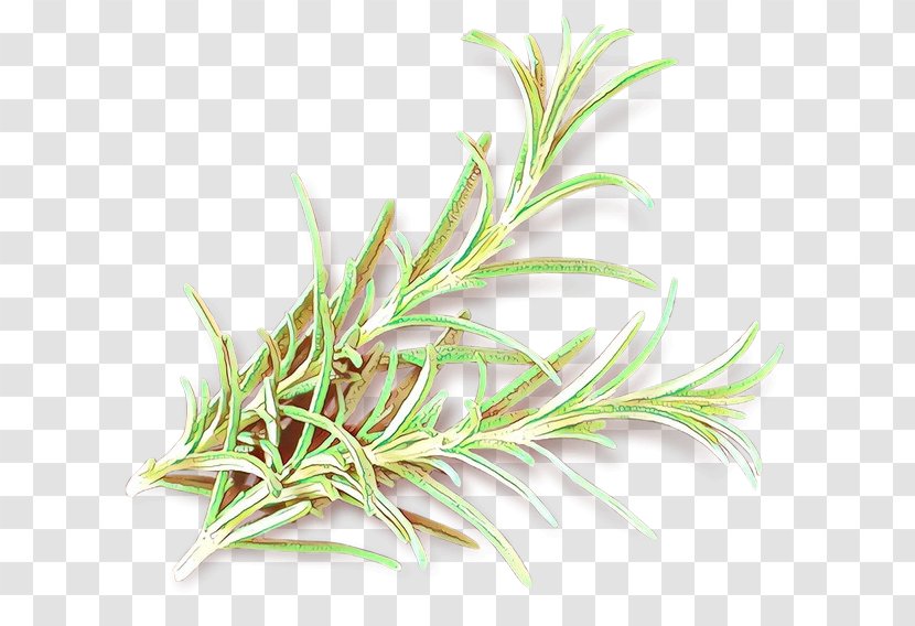 Rosemary - Herb - Perennial Plant Flowering Transparent PNG