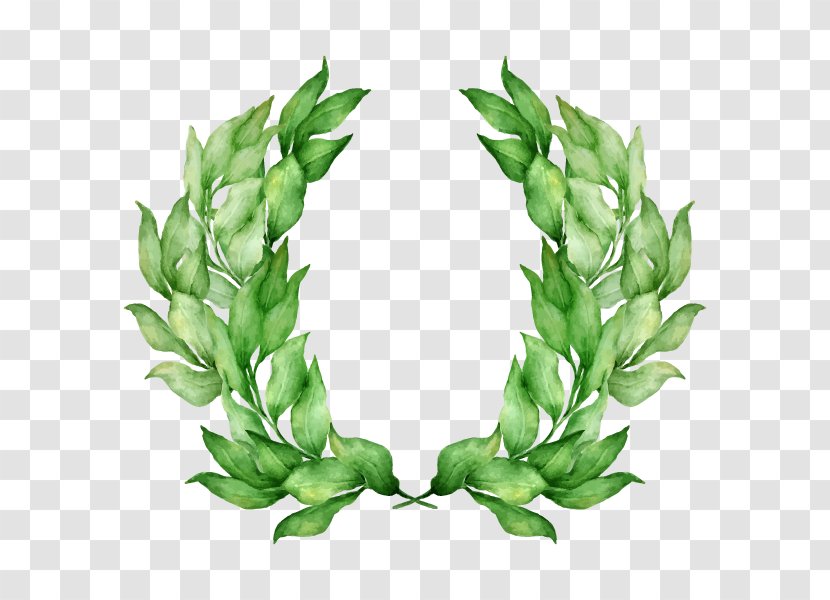 Laurel Wreath Olive Stock Photography Bay - Aquarium Decor - Crown Transparent PNG