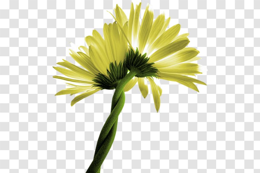 Common Daisy Oxeye Clip Art Flower Transvaal Transparent PNG