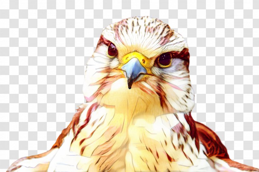 Owl Beak Hawk Eagle Falcon - Bald Transparent PNG